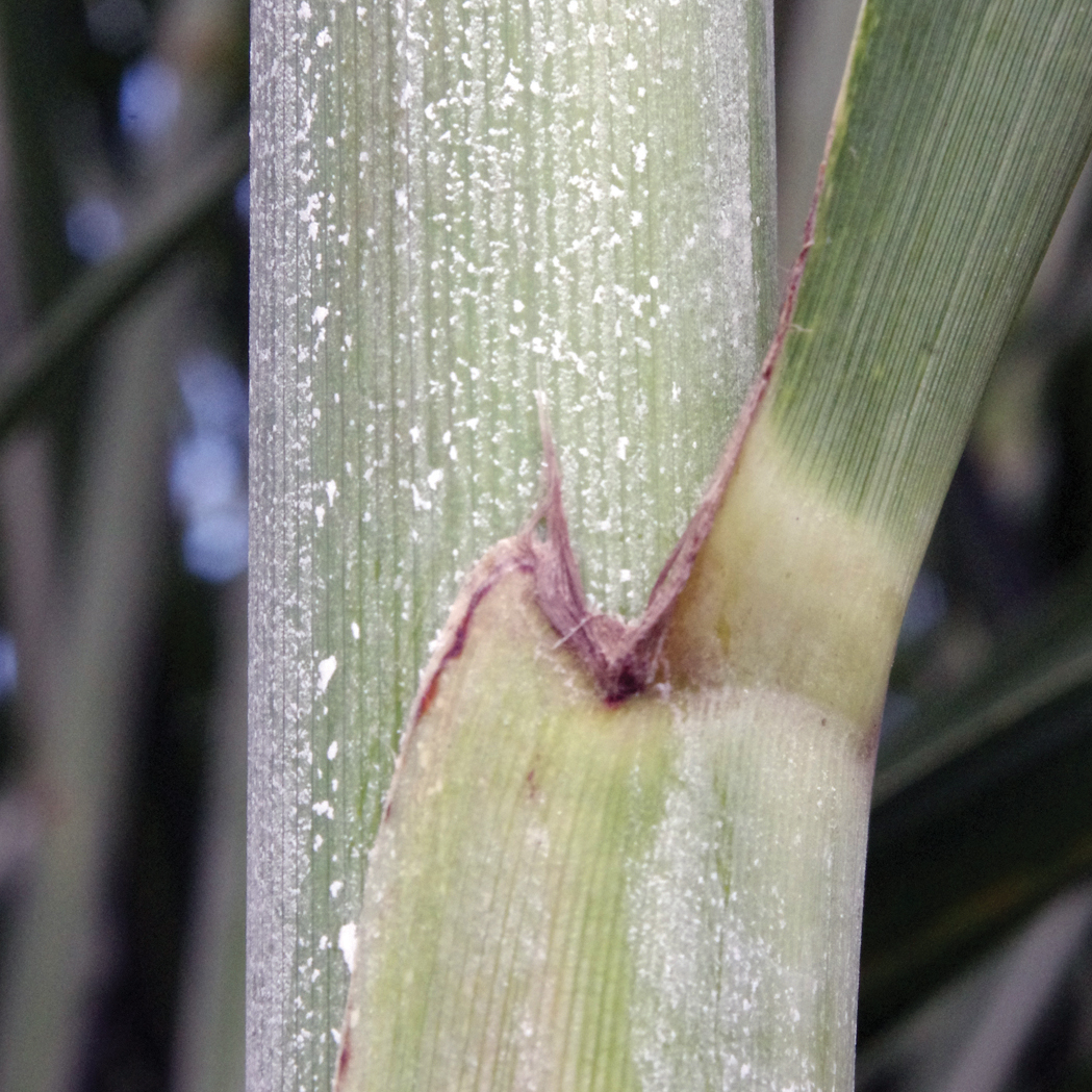 Close-up of a sugarcane node showing the auricle and leaf sheath junction.